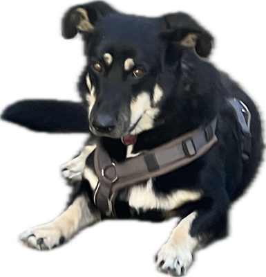 dog.png (255 KByte)